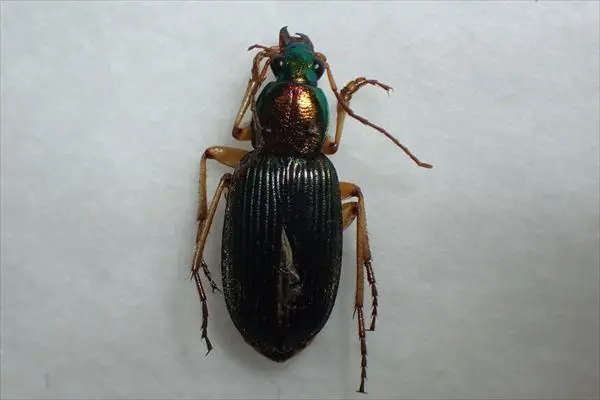 アオヘリアオゴミムシ