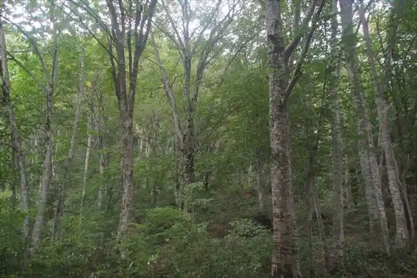 ブナ林の植生