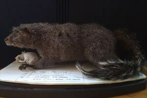 タイワンリスのはく製