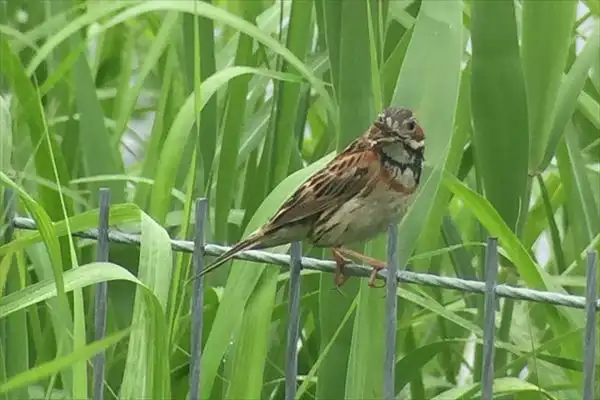 ホオアカ