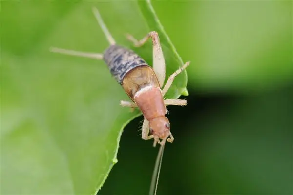 カネタタキ