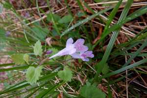 カキドオシ花