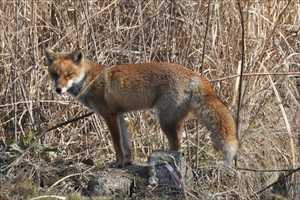 キツネ