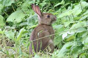 ノウサギ
