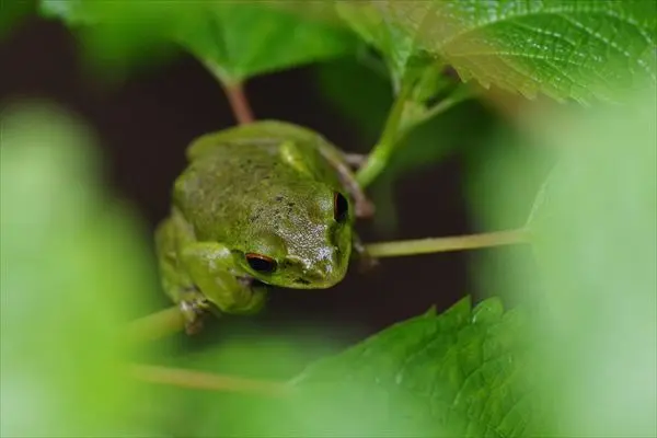モリアオガエル
