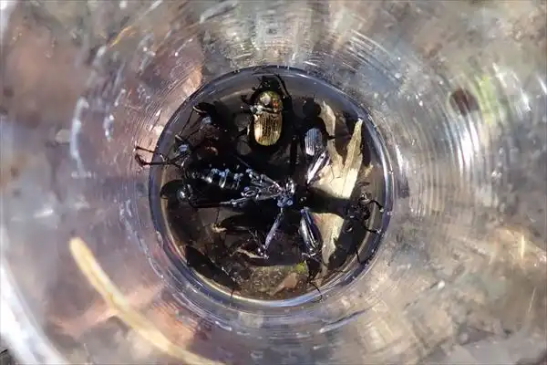 採集状況の一例