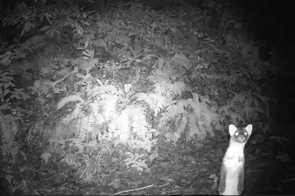 センサーカメラを覗くテン