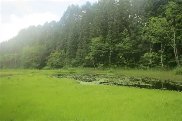 湿原の植生