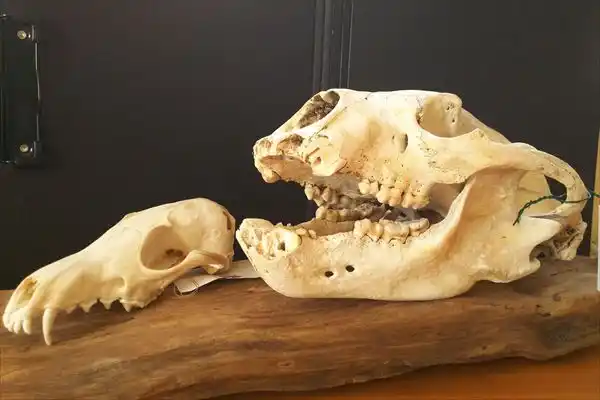 キツネ（左）とツキノワグマ（右）の頭骨