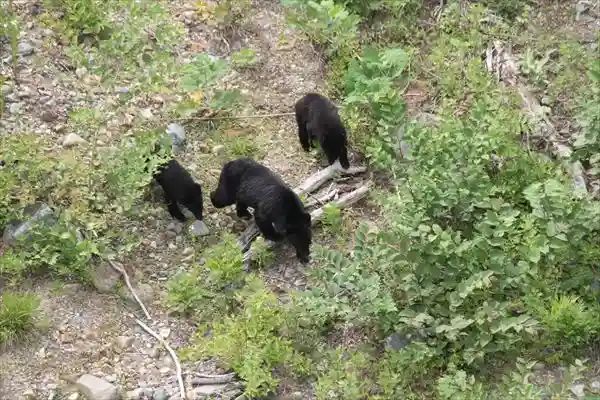 ツキノワグマ親子